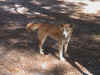 Fraser_Dingo.JPG (89679 bytes)