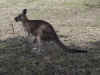 Kanga_and_Roo.jpg (88656 bytes)