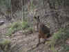 WP_Wallaby.jpg (93233 bytes)